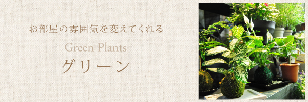 観葉植物1
